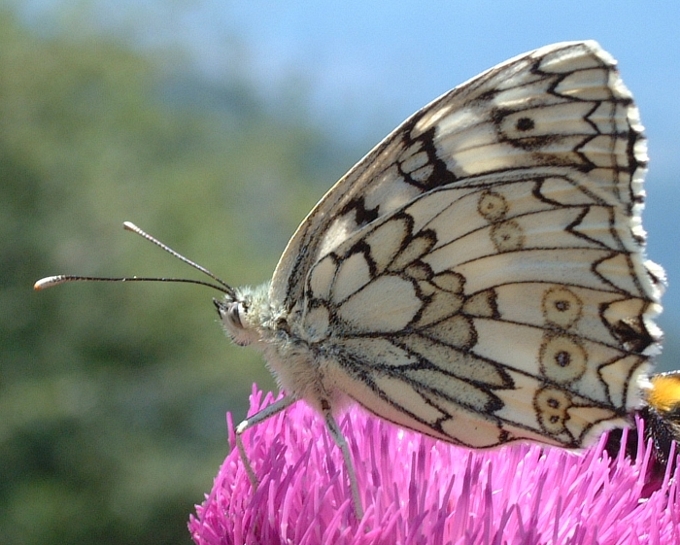 Melanargia russiae